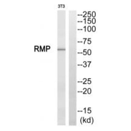 Western blot - RMP Antibody from Signalway Antibody (35006) - Antibodies.com
