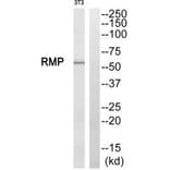 Western blot - RMP Antibody from Signalway Antibody (35006) - Antibodies.com