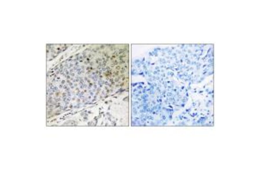 Immunohistochemistry - RMP Antibody from Signalway Antibody (35006) - Antibodies.com