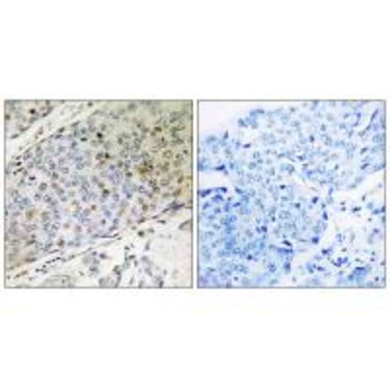 Immunohistochemistry - RMP Antibody from Signalway Antibody (35006) - Antibodies.com