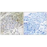 Immunohistochemistry - RMP Antibody from Signalway Antibody (35006) - Antibodies.com