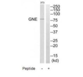 Western blot - GNE Antibody from Signalway Antibody (35207) - Antibodies.com