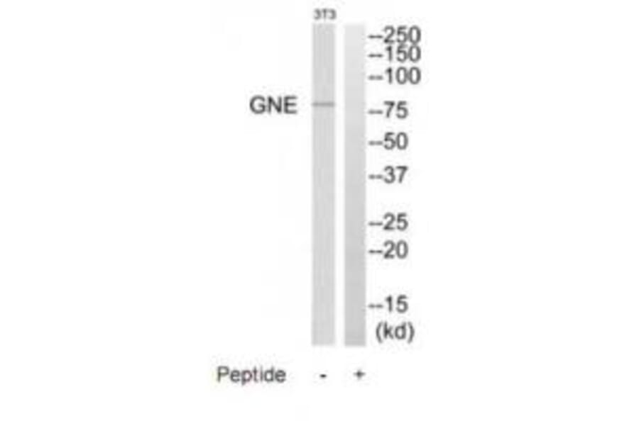 Western blot - GNE Antibody from Signalway Antibody (35207) - Antibodies.com