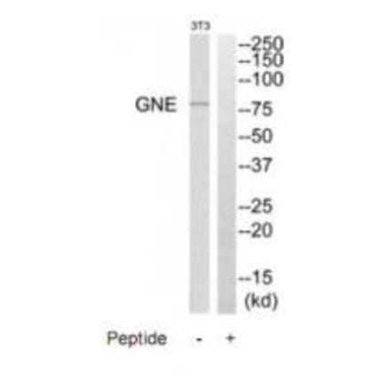 Western blot - GNE Antibody from Signalway Antibody (35207) - Antibodies.com