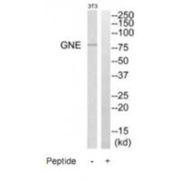 Western blot - GNE Antibody from Signalway Antibody (35207) - Antibodies.com