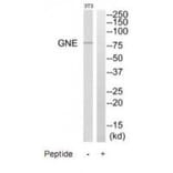 Western blot - GNE Antibody from Signalway Antibody (35207) - Antibodies.com
