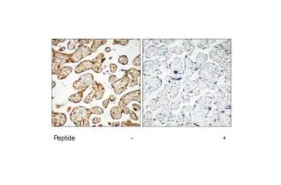 Immunohistochemistry - GNE Antibody from Signalway Antibody (35207) - Antibodies.com