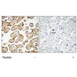Immunohistochemistry - GNE Antibody from Signalway Antibody (35207) - Antibodies.com