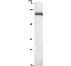ALB Antibody from Signalway Antibody (35541) - Antibodies.com