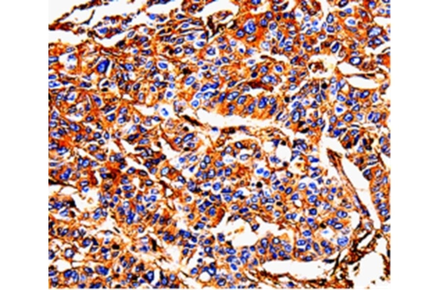 Immunohistochemistry - ALB Antibody from Signalway Antibody (35541) - Antibodies.com