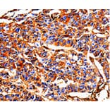 Immunohistochemistry - ALB Antibody from Signalway Antibody (35541) - Antibodies.com