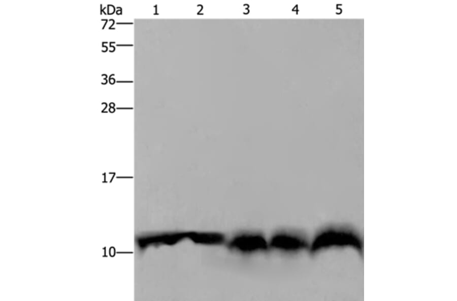 UBB Antibody from Signalway Antibody (35548) - Antibodies.com