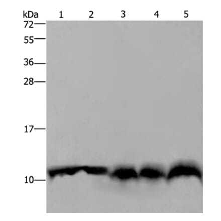UBB Antibody from Signalway Antibody (35548) - Antibodies.com