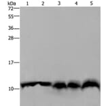 UBB Antibody from Signalway Antibody (35548) - Antibodies.com