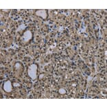 Immunohistochemistry - UBB Antibody from Signalway Antibody (35548) - Antibodies.com