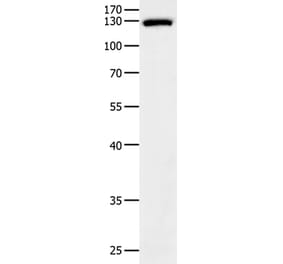 EGF Antibody from Signalway Antibody (35720) - Antibodies.com