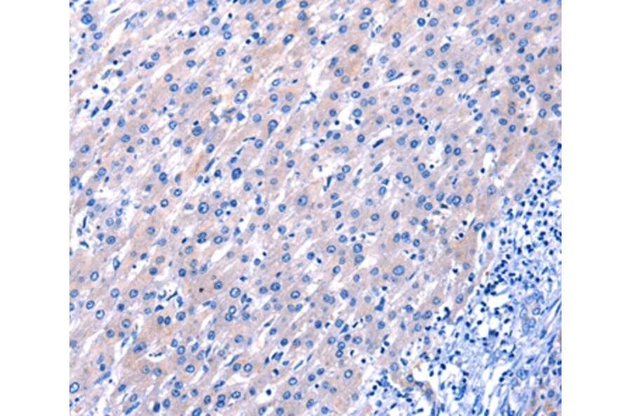 Immunohistochemistry - EGF Antibody from Signalway Antibody (35720) - Antibodies.com