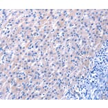 Immunohistochemistry - EGF Antibody from Signalway Antibody (35720) - Antibodies.com