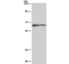 ELN Antibody from Signalway Antibody (35724) - Antibodies.com