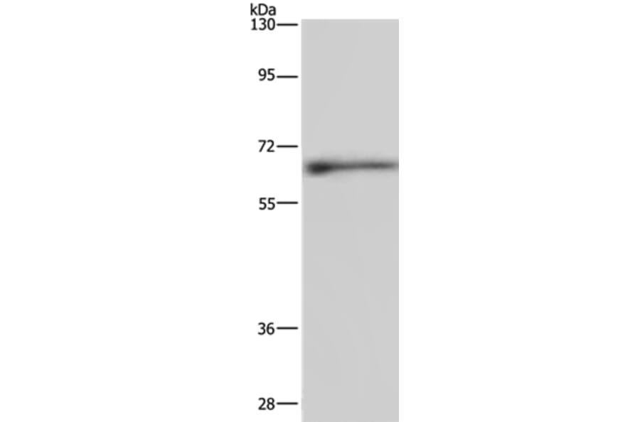 ELN Antibody from Signalway Antibody (35724) - Antibodies.com