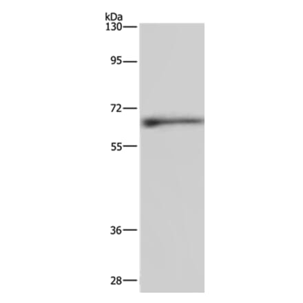 ELN Antibody from Signalway Antibody (35724) - Antibodies.com