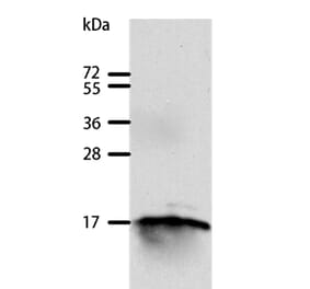 GIP Antibody from Signalway Antibody (35756) - Antibodies.com