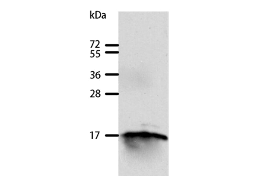 GIP Antibody from Signalway Antibody (35756) - Antibodies.com