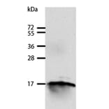 GIP Antibody from Signalway Antibody (35756) - Antibodies.com