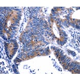 Immunohistochemistry - GIP Antibody from Signalway Antibody (35756) - Antibodies.com