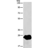 LXN Antibody from Signalway Antibody (35804) - Antibodies.com