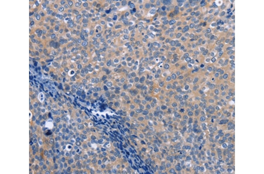 Immunohistochemistry - LXN Antibody from Signalway Antibody (35804) - Antibodies.com