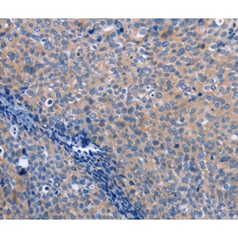 Immunohistochemistry - LXN Antibody from Signalway Antibody (35804) - Antibodies.com