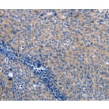 Immunohistochemistry - LXN Antibody from Signalway Antibody (35804) - Antibodies.com