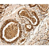 Immunohistochemistry - LYZ Antibody from Signalway Antibody (35805) - Antibodies.com
