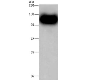 MAG Antibody from Signalway Antibody (35807) - Antibodies.com