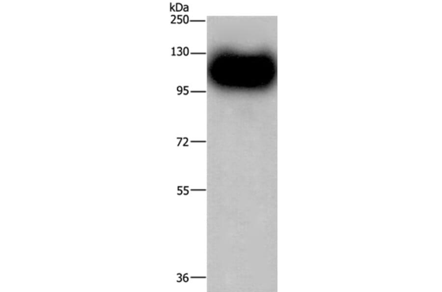 MAG Antibody from Signalway Antibody (35807) - Antibodies.com