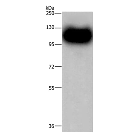 MAG Antibody from Signalway Antibody (35807) - Antibodies.com