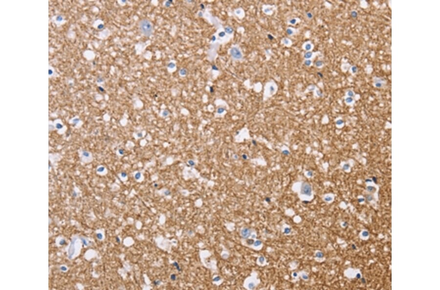 Immunohistochemistry - MAG Antibody from Signalway Antibody (35807) - Antibodies.com
