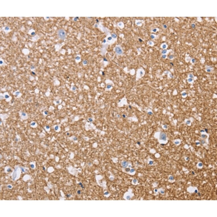 Immunohistochemistry - MAG Antibody from Signalway Antibody (35807) - Antibodies.com