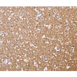 Immunohistochemistry - MAG Antibody from Signalway Antibody (35807) - Antibodies.com