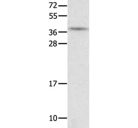 NTS Antibody from Signalway Antibody (35835) - Antibodies.com