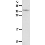 NTS Antibody from Signalway Antibody (35835) - Antibodies.com