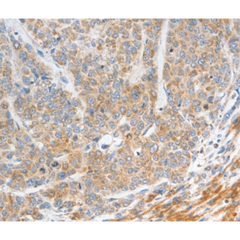 Immunohistochemistry - NTS Antibody from Signalway Antibody (35835) - Antibodies.com