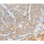 Immunohistochemistry - NTS Antibody from Signalway Antibody (35835) - Antibodies.com