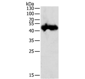 PGC Antibody from Signalway Antibody (35877) - Antibodies.com