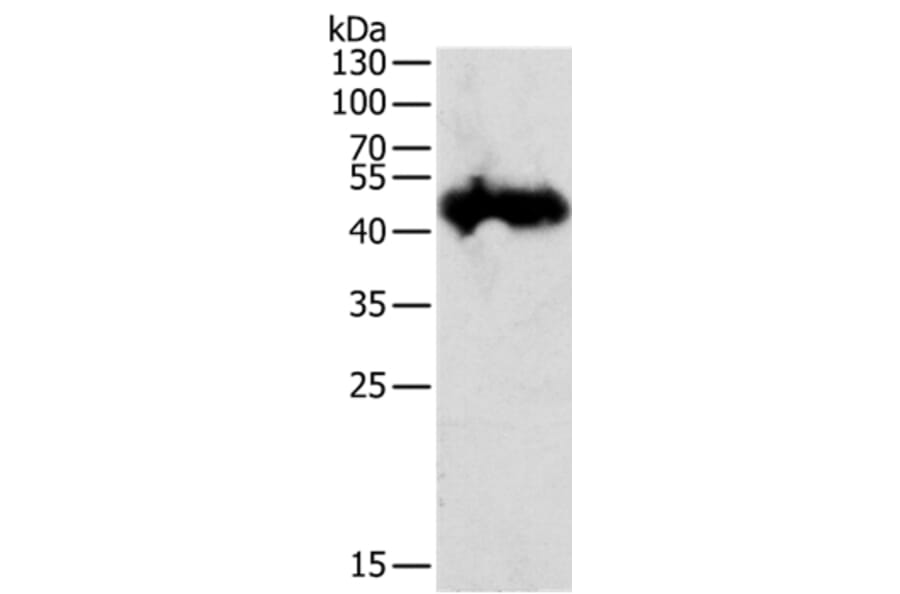 PGC Antibody from Signalway Antibody (35877) - Antibodies.com