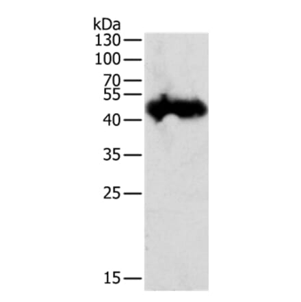 PGC Antibody from Signalway Antibody (35877) - Antibodies.com