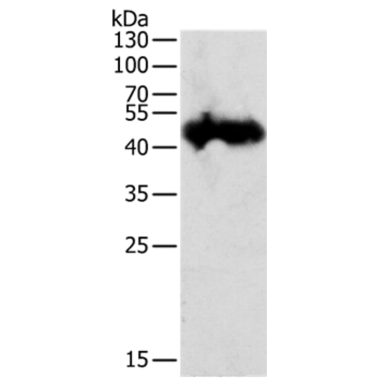 PGC Antibody from Signalway Antibody (35877) - Antibodies.com