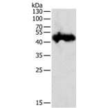 PGC Antibody from Signalway Antibody (35877) - Antibodies.com