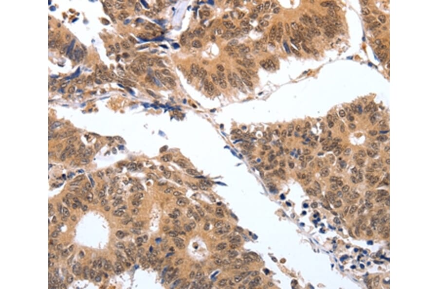 Immunohistochemistry - PGC Antibody from Signalway Antibody (35877) - Antibodies.com